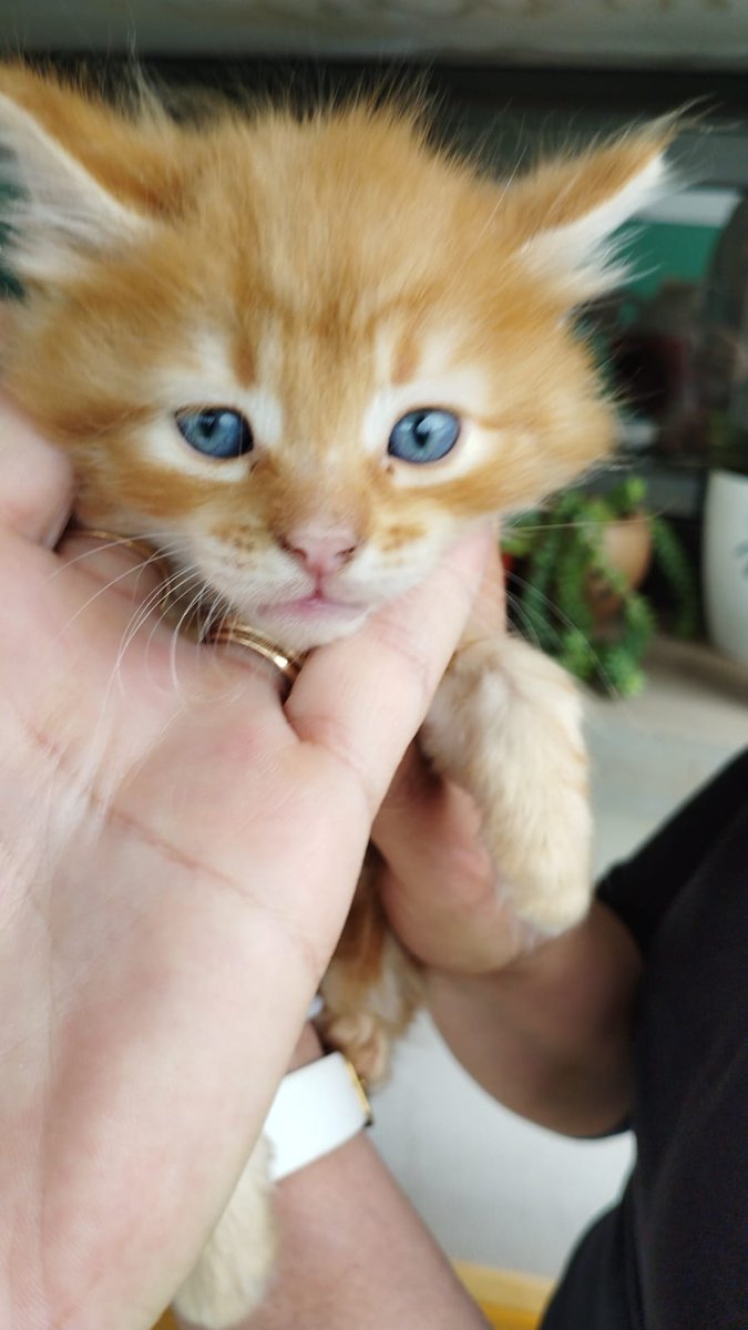 fedejelic's tweet photo. Interrumpimos la transmisión y el operativo elecciones para el primer anuncio solidario: Se regalan estos bellos gatitos. Interesados consultar por privado. En barrio La Docta. Vamos que le encontramos hogar en primera vuelta!
@SUTRADELOTO @soylageo @leoguevara80 @SabriCugat https://t.co/hMv1VwRbWs