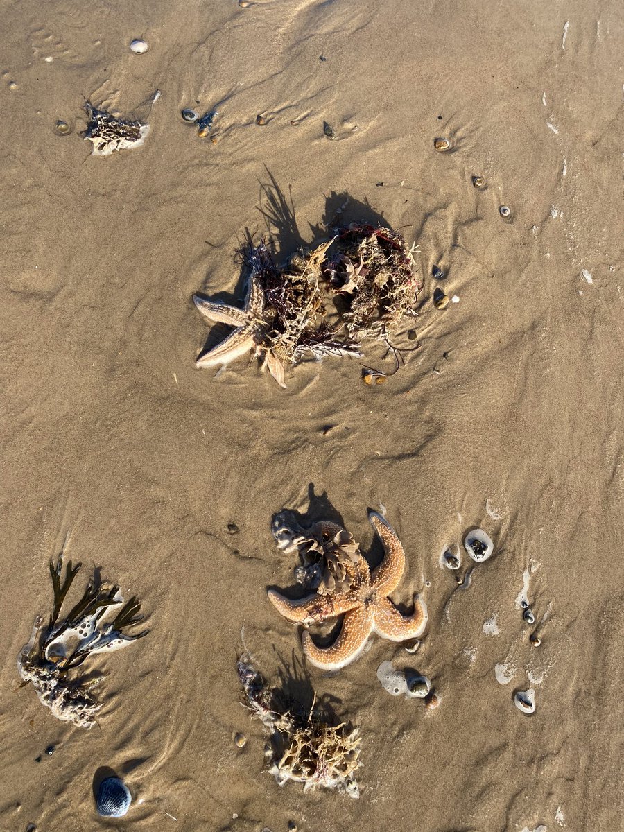 Starfish washed up on Holkham beach ⭐️