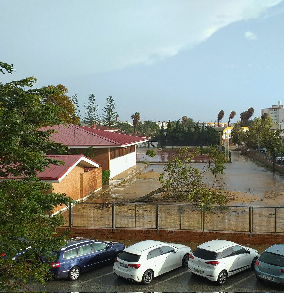 Árbol arrancado de cuajo por el viento en el patio del colegio #PadreJesús de #Ayamonte