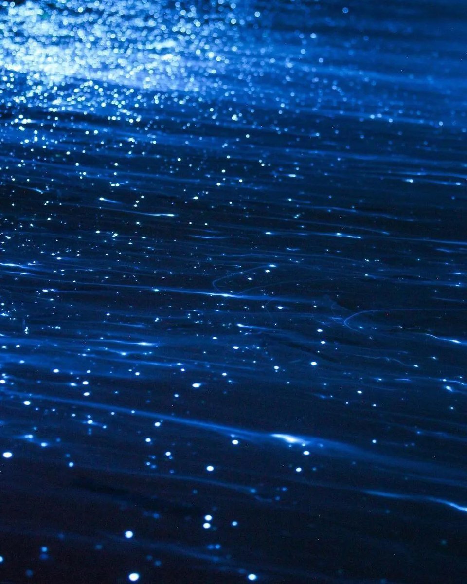 fubiz's tweet photo. Stunning Bioluminescence 💙📍K.Huraa, Maldives 🎥 nihthu
#nature #bluebeach #maldives #art https://t.co/bxQrH0E3Mn