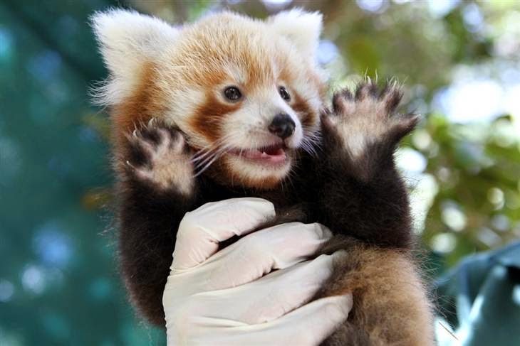 Red Panda Every Hour! (@redpandaeveryhr) on Twitter photo 