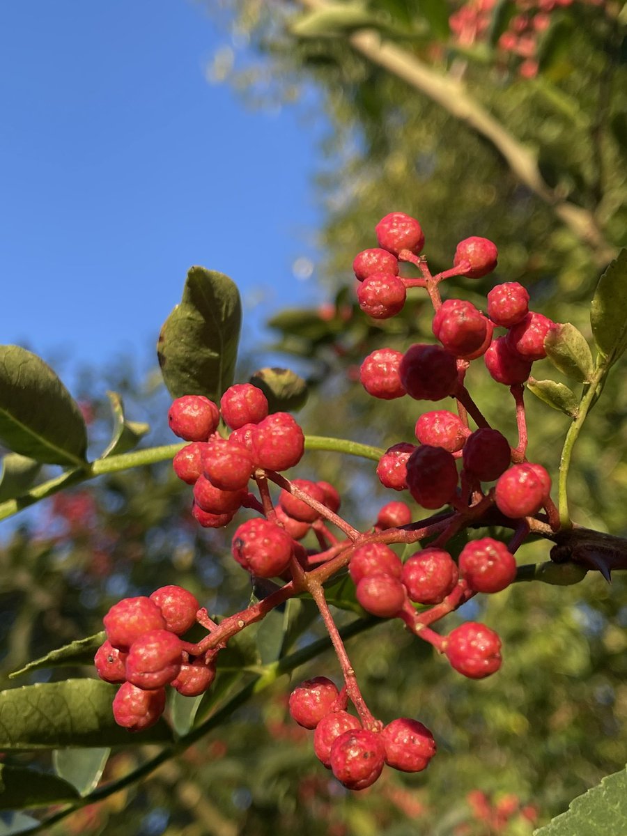frdvil's tweet image. Sichuan pepper ready to pick up 
#sichuanpepper #zanthoxylumpiperitum