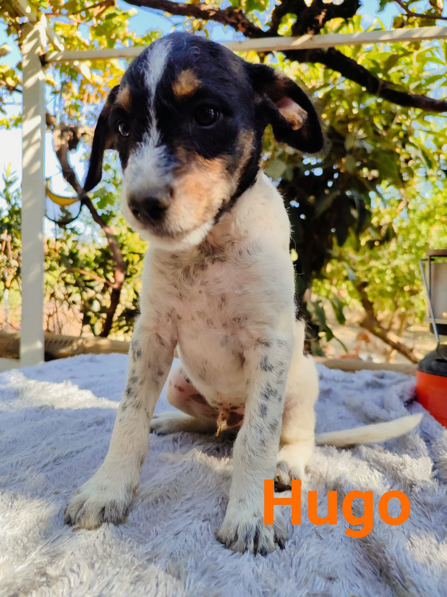 elbosque_org's tweet photo. Estos tres peques buscan una familia, tienen dos meses y medio, seran medianos y estan deseando tener un hogar quieres adoptarlos ?, escribe al tf 669066967 https://t.co/pAGLPa60hg