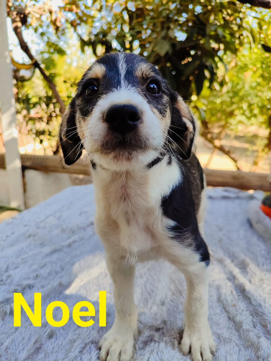 Estos tres peques buscan una familia, tienen dos meses y medio, seran medianos y estan deseando tener un hogar quieres adoptarlos ?, escribe al tf 669066967