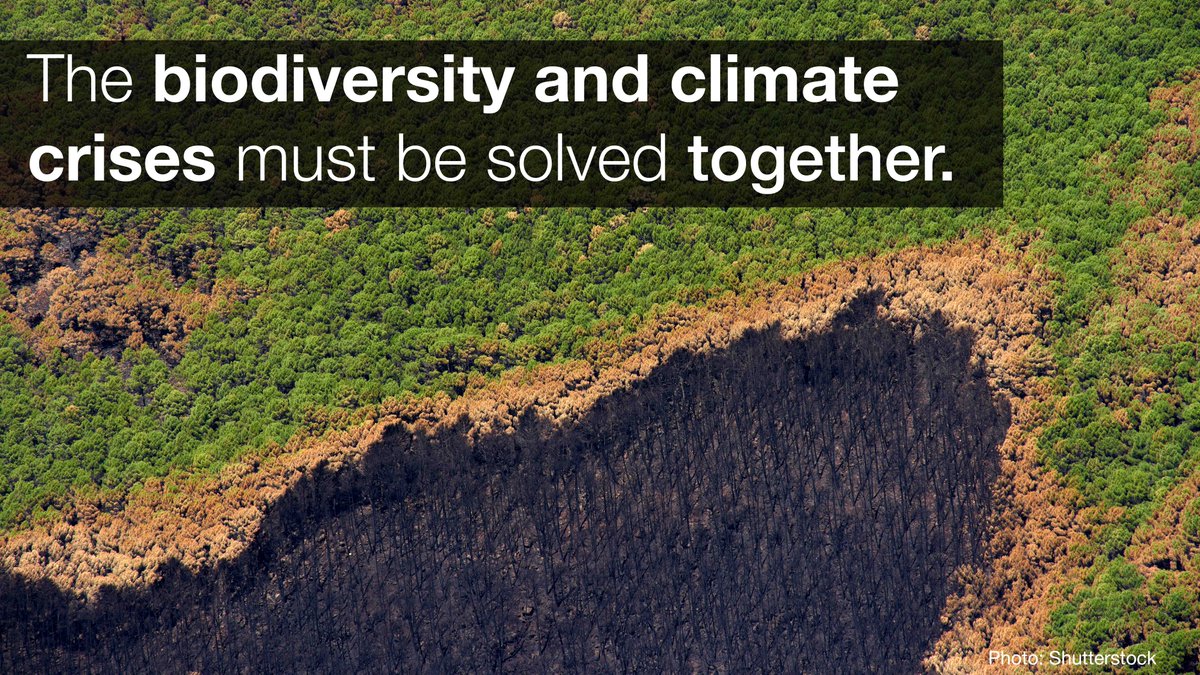 🌡️🐘 The climate and biodiversity emergencies amplify each other, so must be solved together. We need to urgently phase out #FossilFuels and ramp up clean energy systems. #NaturebasedSolutions are a powerful ally to go with those efforts.