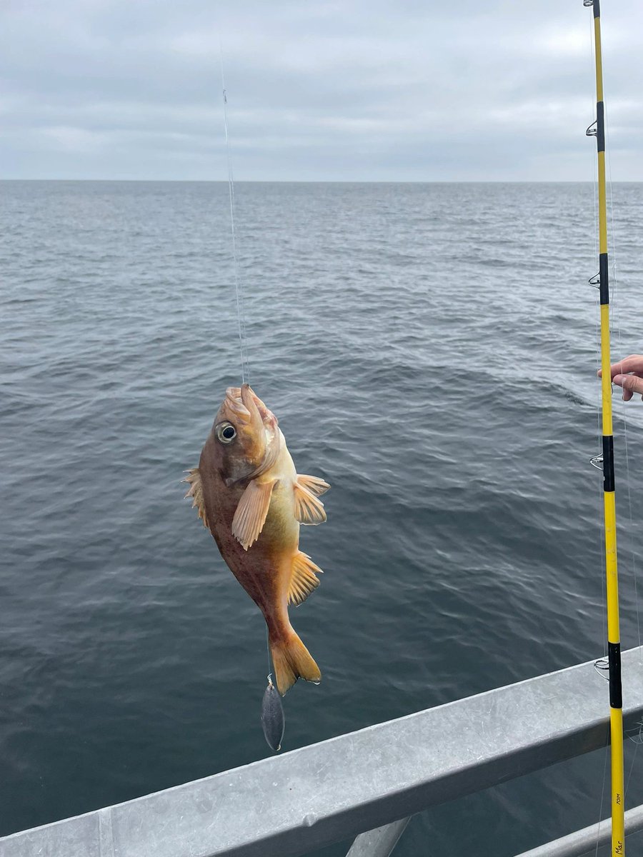 Weekend sea fishing #Seafishing #Myfishingdiary #Outdoorfishing #LosAngeles