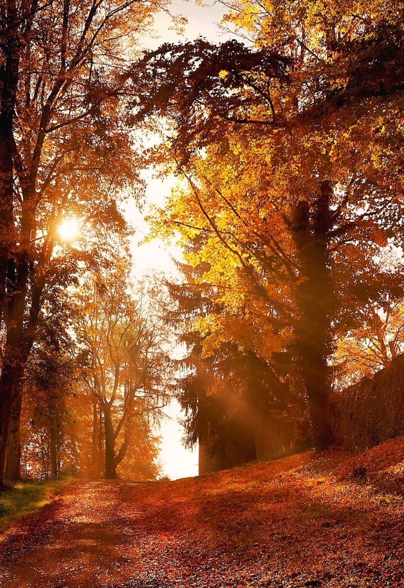 LoveSongs4Peace's tweet photo. " Autumn morning in a park "  🍁🍂 https://t.co/n1eOncQkpx
