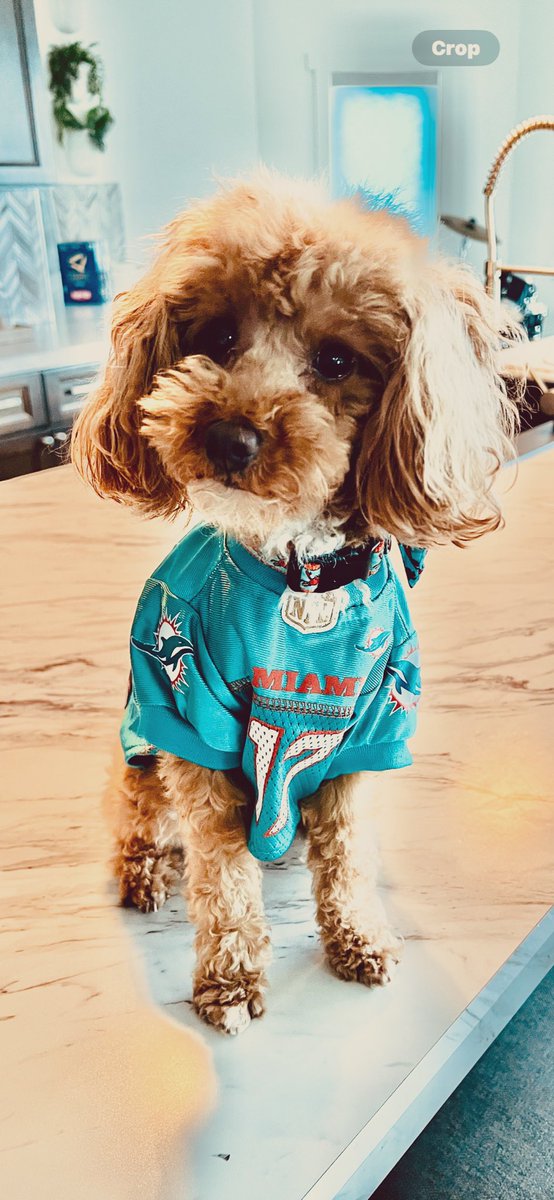 Upstate NY girl. Dolphins fan for life surrounded by Bill‘s mafia. Meet Kiko Waddle Aboumoussallem🐬🧡🐬