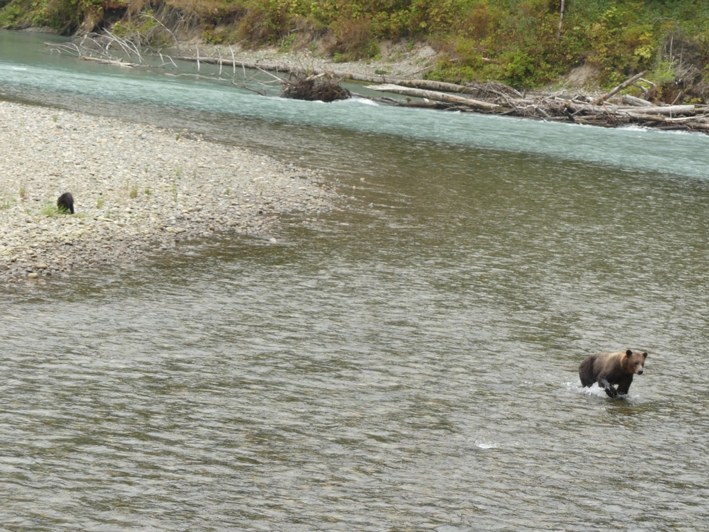 The beautiful landscape of Bute Inlet and some of it's residents! Have been on a bear tour with us yet? Only one more week to book! #wildbear #bears #grizzlybear #grizzlies #brownbear #bearviewing #grizzlybearcub #wildlifeviewing #wildlife #wildlifephoto