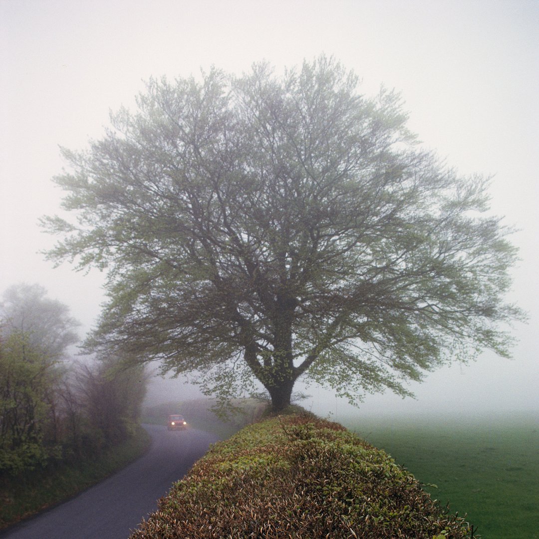NatGeoAnimals's tweet photo. Let's take a moment to really appreciate the spookiness of trees in the fog 🌳

📸 1/4: Redwoods in morning fog in Redwood National Park (National Geographic Image Collection/James P. Blair)  1/3 https://t.co/gbS3mwzsa2