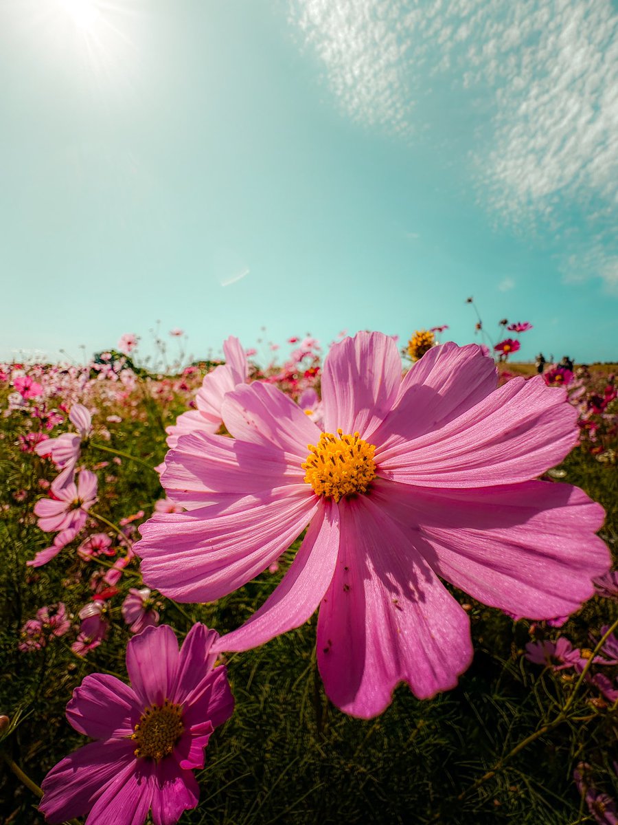 1205_y_a_'s tweet photo. iPhone 14pro 
iPhoneカメラマン https://t.co/UQUsxVzkEN