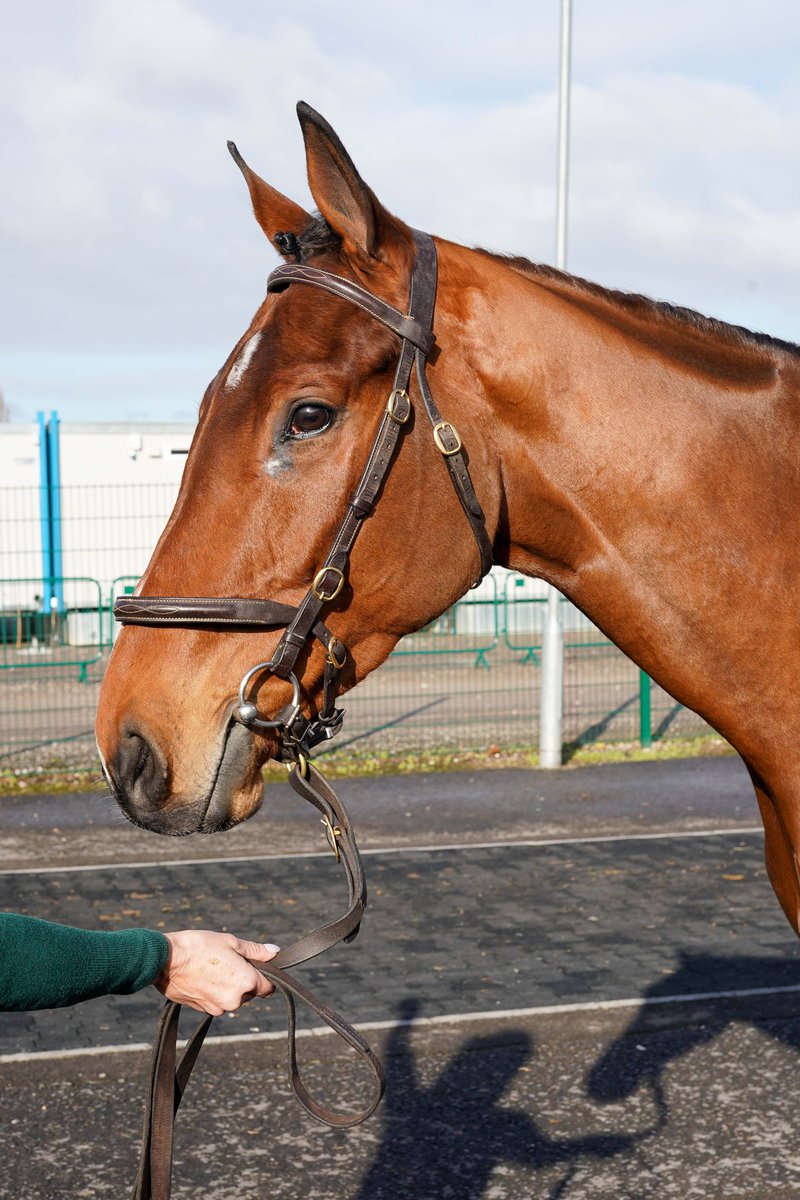 🥇New NH Flat race wnr

P2P wnr Brechin Castle dots up in the bumper <a href="/SedgefieldRace/">SedgefieldRacecourse</a> on Rules debut for @BenBrookhouse 

By 1⃣4⃣ lengths🌪️

Sold #CheltenhamFeb 2023  
<a href="/colinboweracing/">Colin Bowe Racing</a> ➡️ Brookhouse Racing

Next sale: #CheltenhamNovember, Nov 17
#tattsjcsales  |  <a href="/irishp2p/">p2p.ie</a>