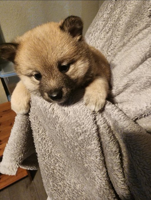 Baron and Blitz are going to have a baby sister, we get her on the 7th she's a shiba inu. https://t.<a href="/tag/femalastor"class="tags"><span>#femalastor</span></a><a href="/tag/femalastorcosplay"class="tags"><span>#femalastorcosplay</span></a>