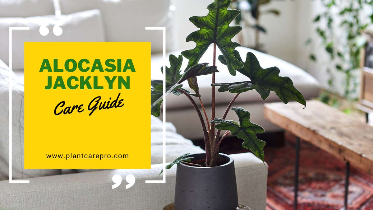 🌿Discover the tips and tricks to keep your #AlocasiaJacklyn happy and thriving. To learn from lighting requirements to watering techniques, read the full article --> bit.ly/44ZfKYH
 #PlantCareTips #IndoorGardening