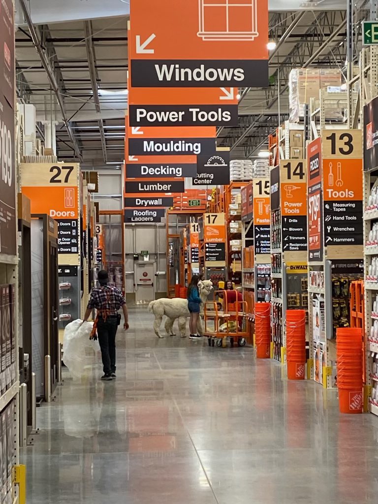 We had some visitors today at 🦙🦙#Flawless4461 #PacNorthProud #D53