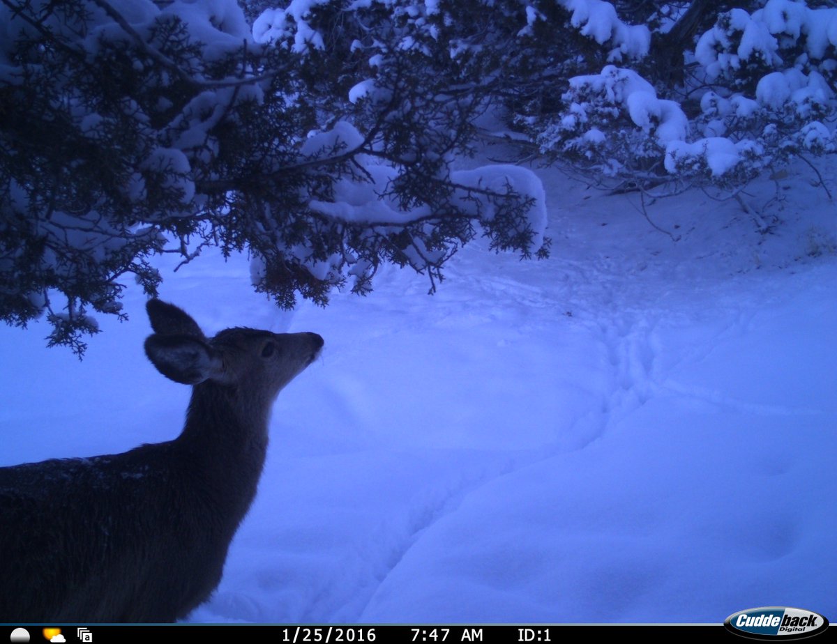 Trail_Cams's tweet image. 