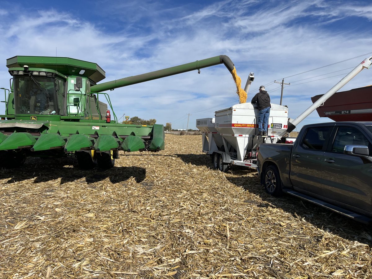 I know it’s a Sunday ,,, but what a beautiful day to harvest a Wyffels test plot!!