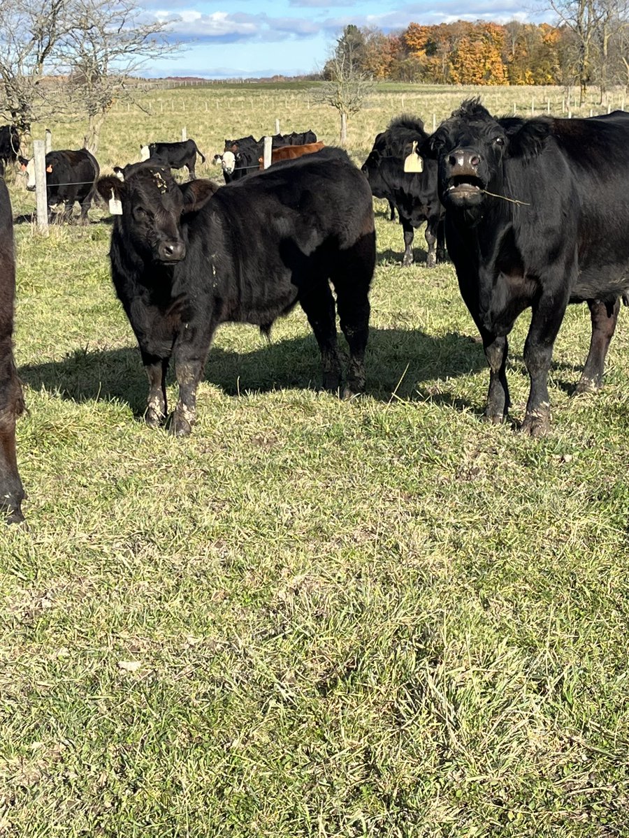 Scott MacDonald tweet media