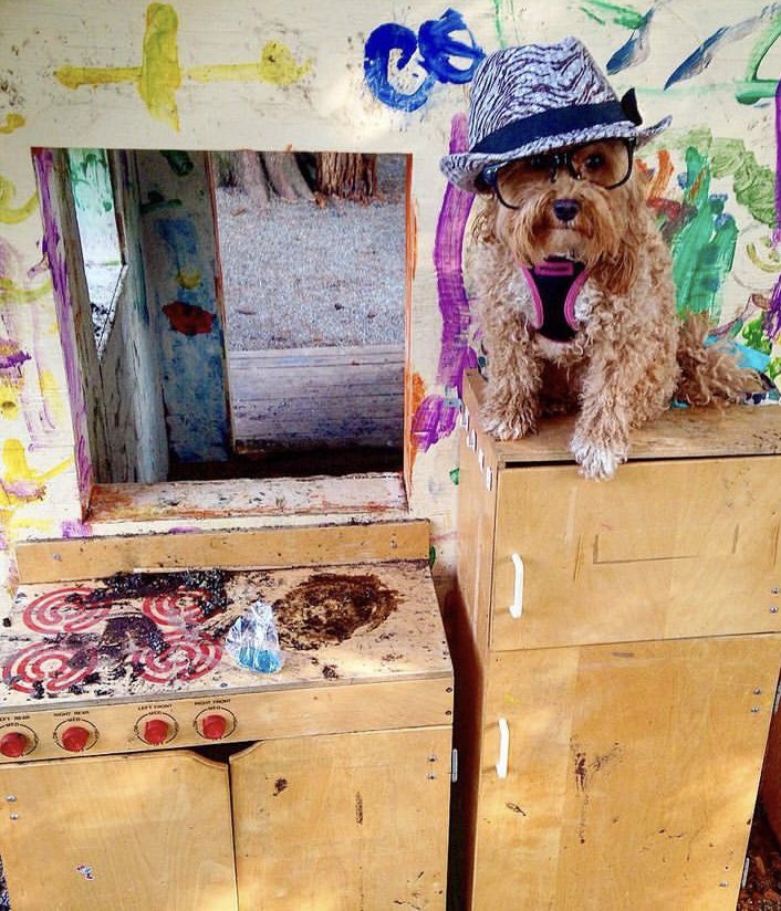 LuvJagger's tweet photo. @FallonTonight #petcostumes TikTok Fortune Teller - on your FYP , Barkney Spears - 2001 VMA’s, Barking Bad - Walter White, Marthpaw Stewart  #harmonydog #HalloweenCosplay https://t.co/qskyDdxadR