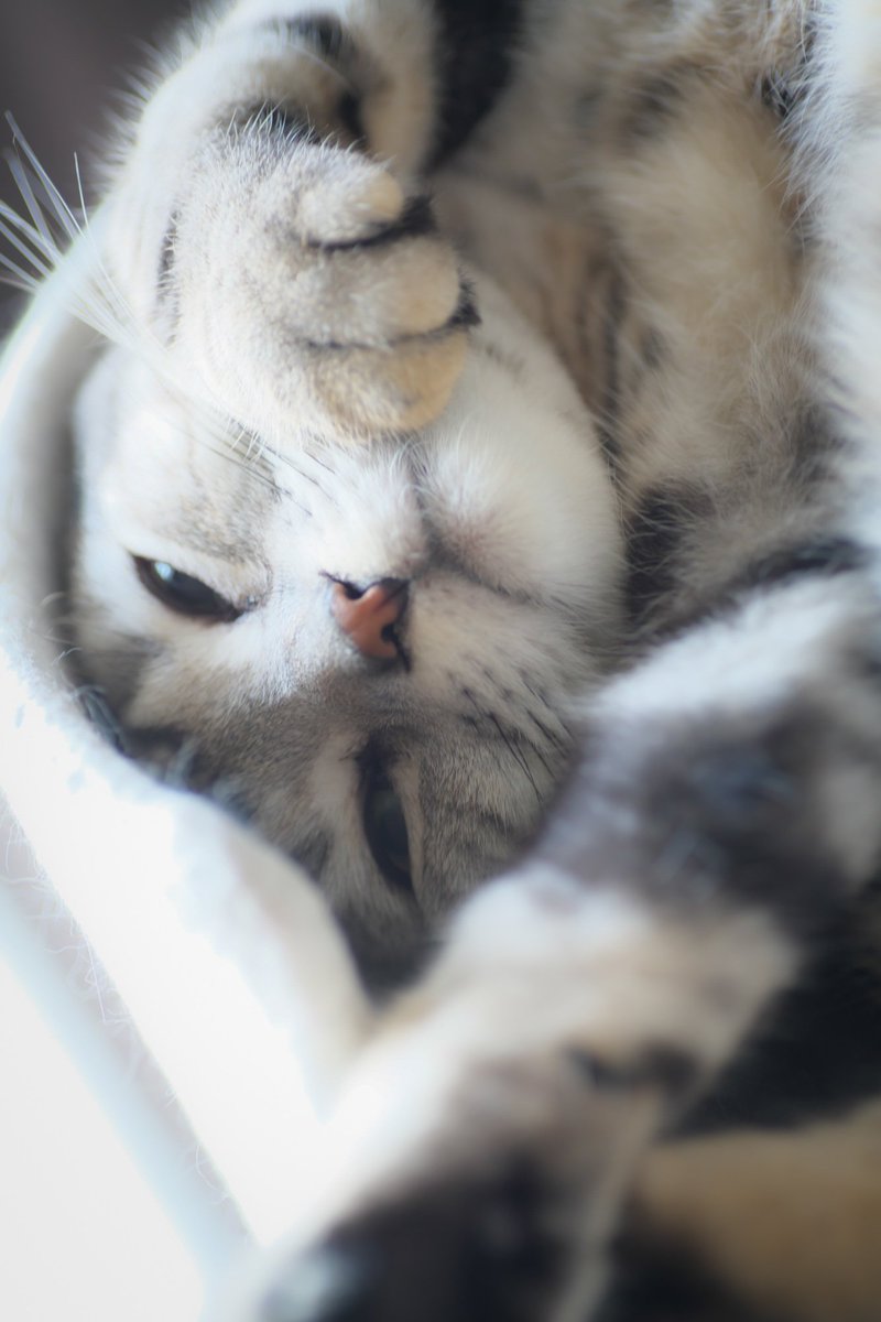 お目々がしょぼしょぼ、まだ眠いんじゃ! #猫のいる暮らし #猫がいる幸せ #猫好きさんと繫がりたい #スコティッシュフォールド #ルーチェ