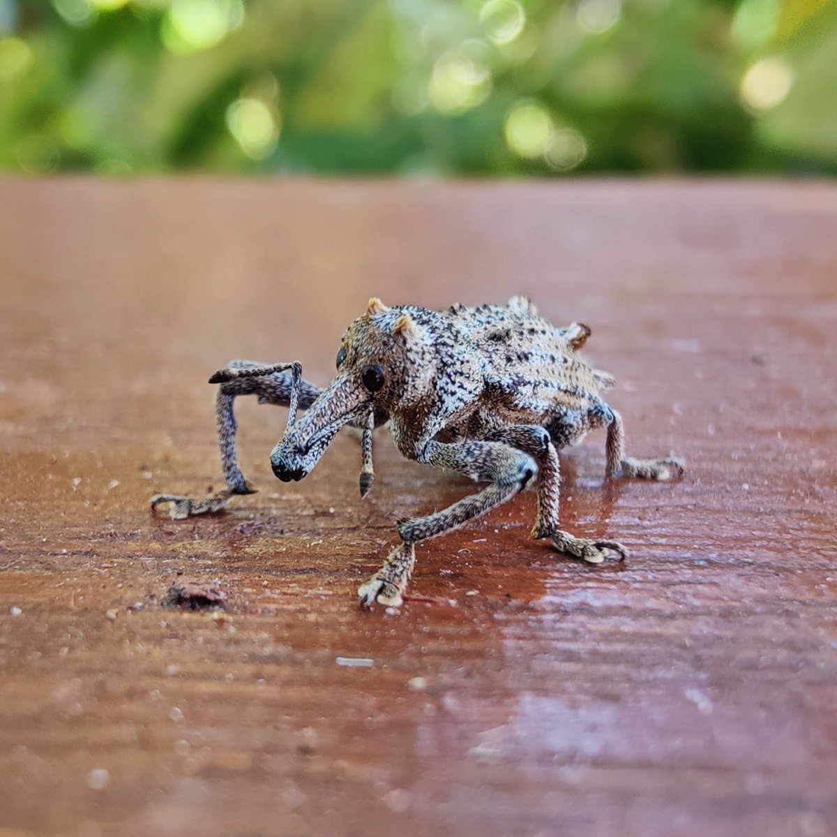 HollyKirk's tweet photo. They told you fairies don't exist.
They lied. https://t.co/MGQqTv63SM