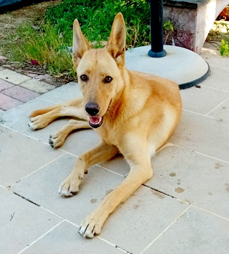 Please repost! 🙏🏻
This young, pretty girl (1-2 years old) was found yesterday at the Governors Beach area. No collar or microchip. She is very sweet, kind and friendly, even with cats. She is looking for a good home. If anybody is interested, please DM🙏🏻