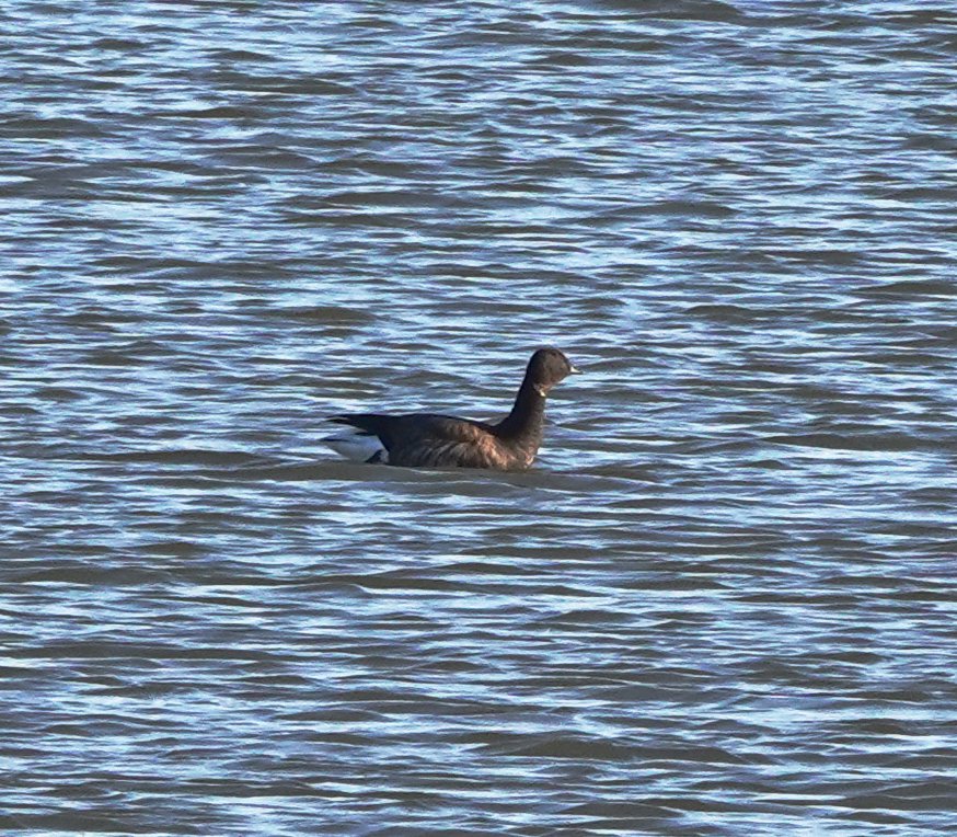 Never an easy bird to catch up with in Cambs so pleased to bump into this dark-bellied Brent Goose at Coveney Byall Fen, Ouse Washes today @CambsBirdClub