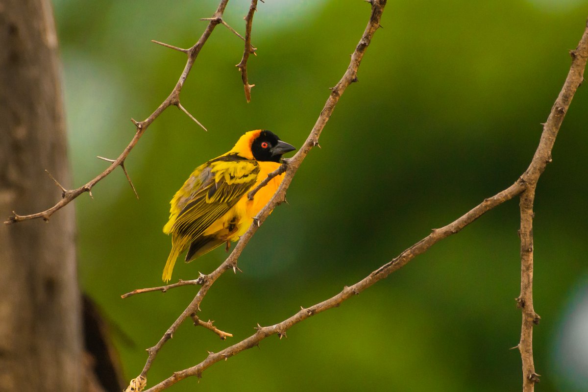 bownaankamal's tweet photo. Black-headed weaver | Olare Motorogi | Kenya
#pawstrails #masaimarakenya #Blackheadedweaver #discoverafricawildlife https://t.co/mdABmQa5XG
