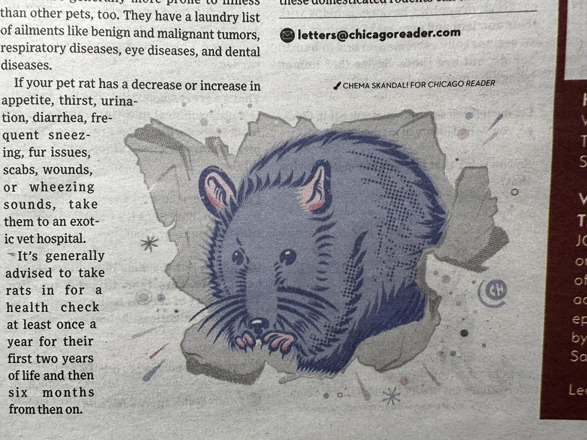 chemaskandal's tweet photo. ππππππ
Some #rats for The @Chicago_Reader #ChicagoReader
Thanks for the inspiration #McPrianverdrena https://t.co/J3xt2pF78R