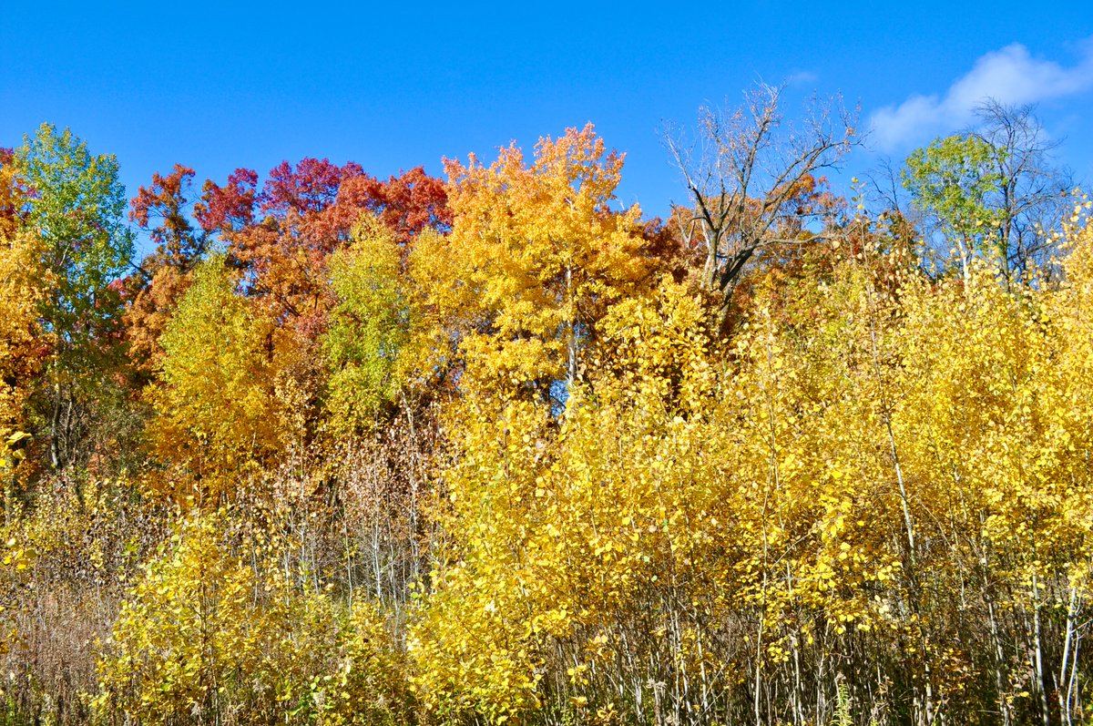 Ignisfox1's tweet image. Nice walk this morning to see some colors
#mnfall #fallcolors #minnesota #oldbarn #mushrooms #fallwalk #sundaystroll