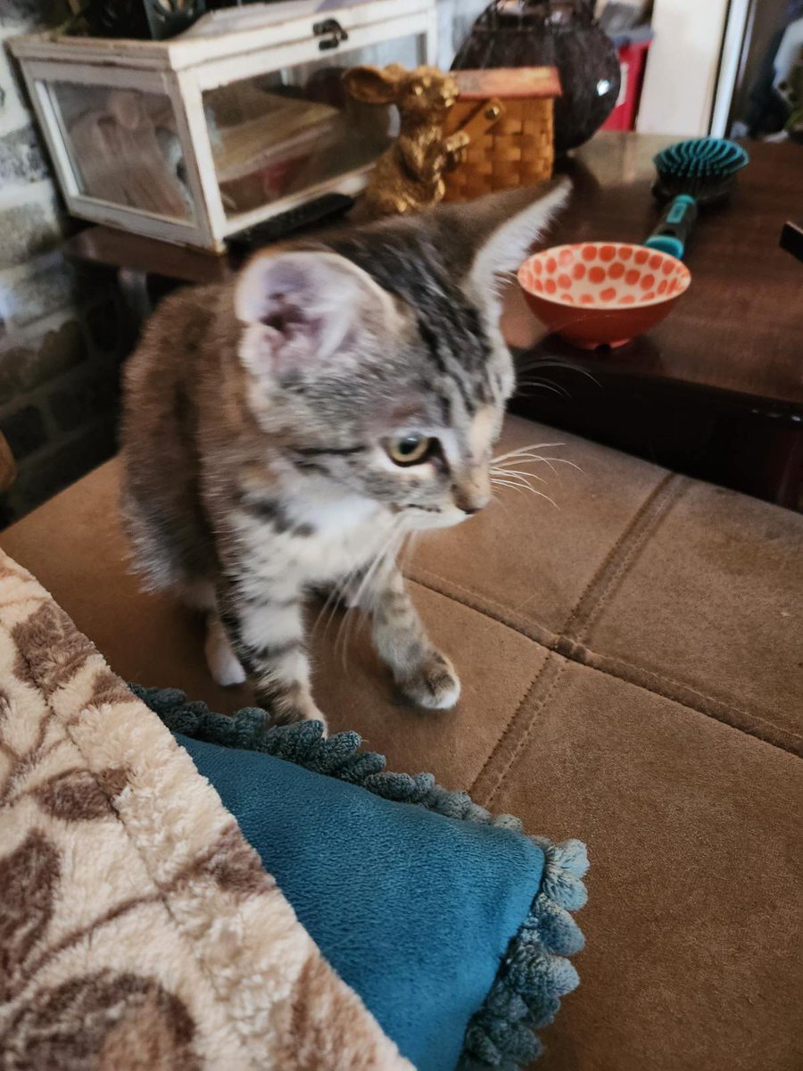 Peldyn and the Yule Cats tweet media