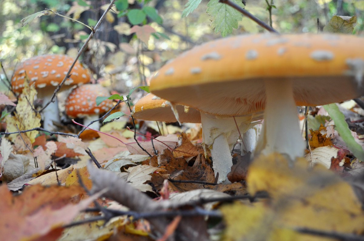 Ignisfox1's tweet image. Nice walk this morning to see some colors
#mnfall #fallcolors #minnesota #oldbarn #mushrooms #fallwalk #sundaystroll