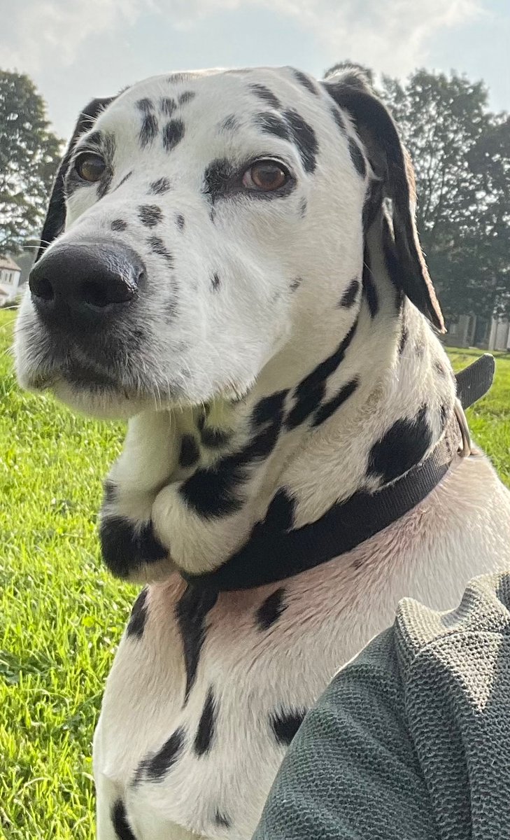 My Dalmatian Bruce