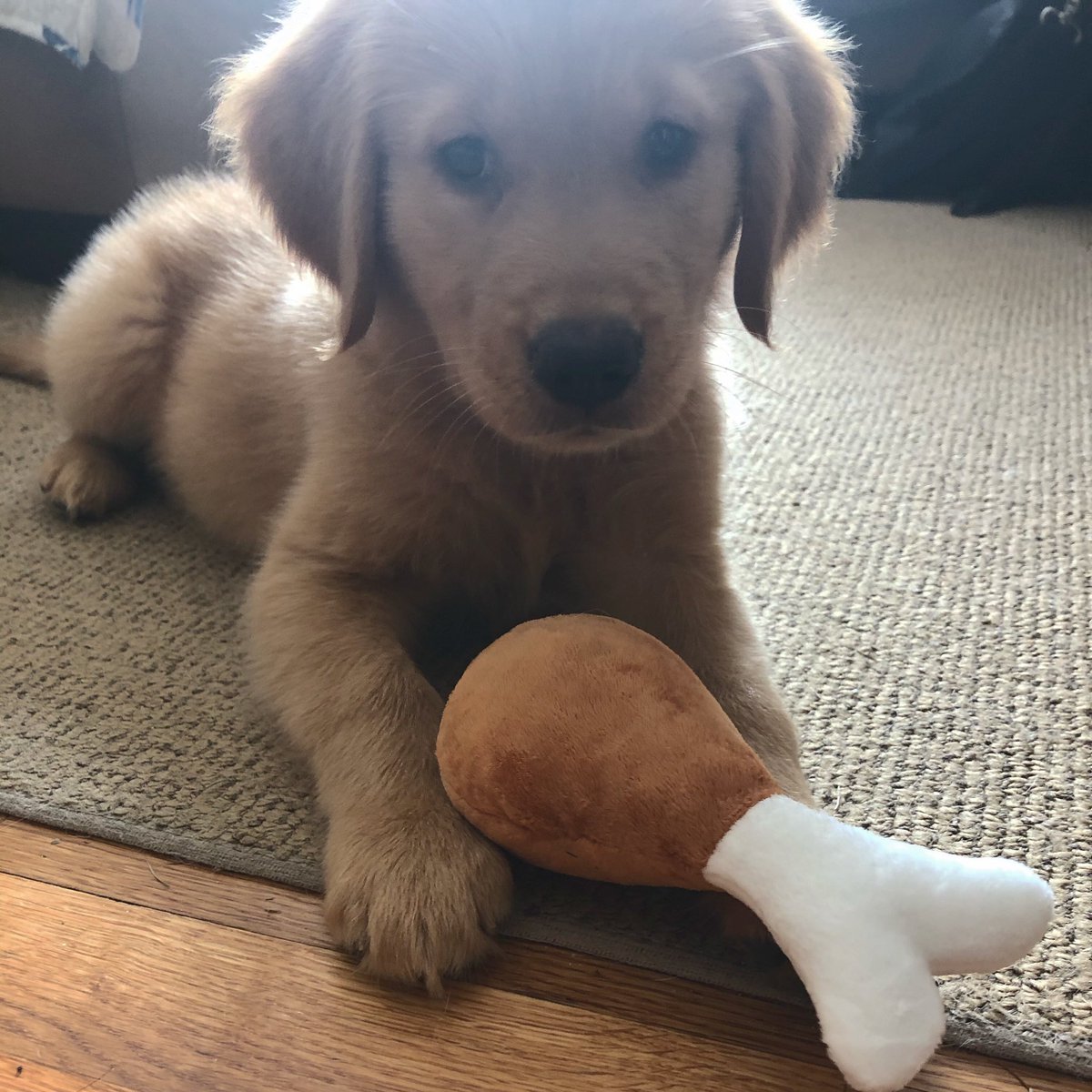 CorellaTej7982's tweet photo. #puppy #felizsemana #happyweek #gamer #perrito #AdoptDontShop #AdoptaNoCompres #felizlunes #mondaydogs #chien #cutepets 😍 https://t.co/M4Empp2eZs