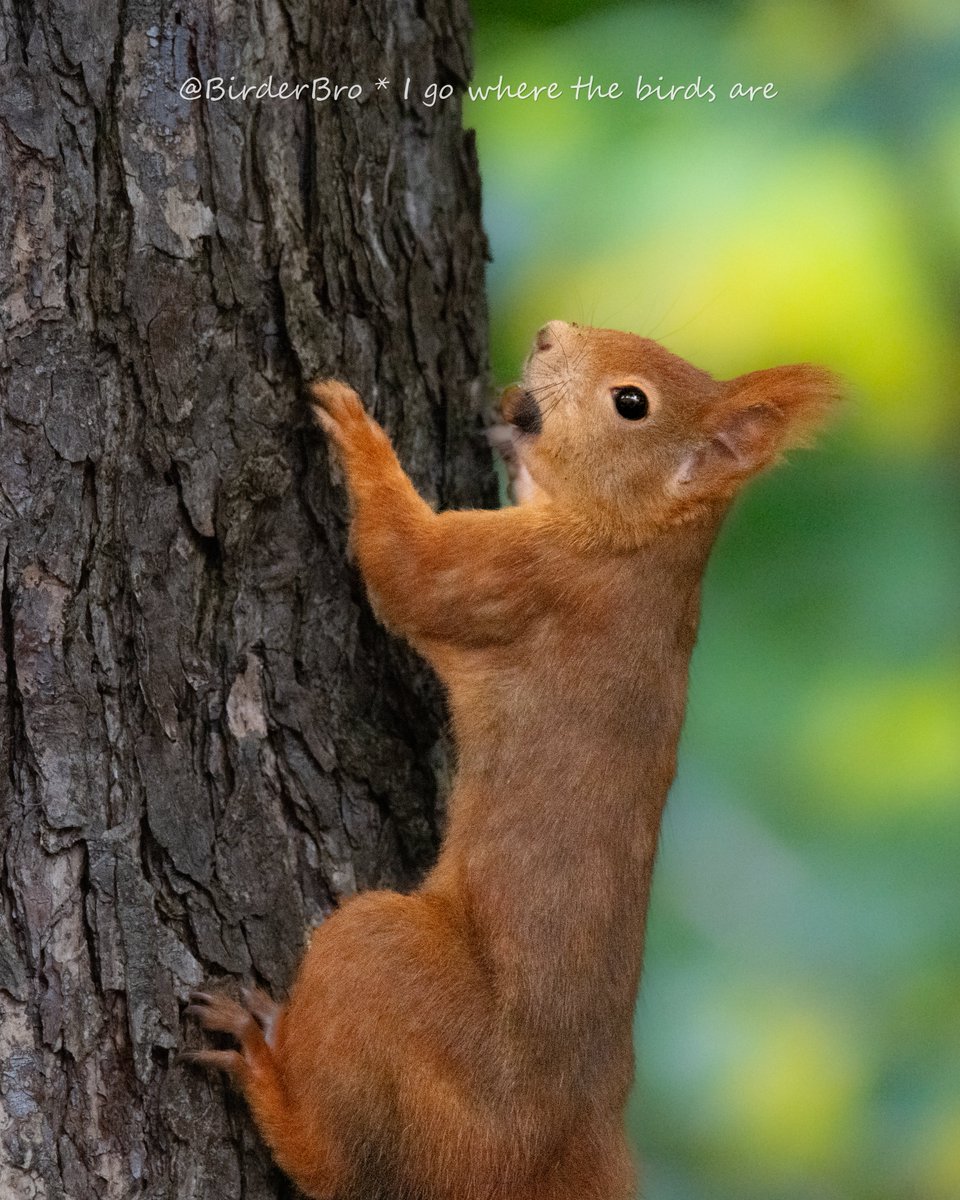 That's nuts, it's #MammalMonday already❗️Whatever happened to the #weekend⁉️🐿️🌰
Well, make it a good start into the new week😃➡️ QT this👇squirrel w/ ur mammal📸

#MammalWatching #wildlife #wildlifephotography #NaturePhotography #TwitterNatureCommunity #NaturePhoto #naturelovers