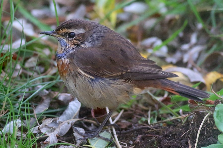 This Bluethroat spent the best part of two weeks at Bakkasetter recently. It would regularly come for its afternoon bath in a puddle outside our kitchen window. A fine little bird