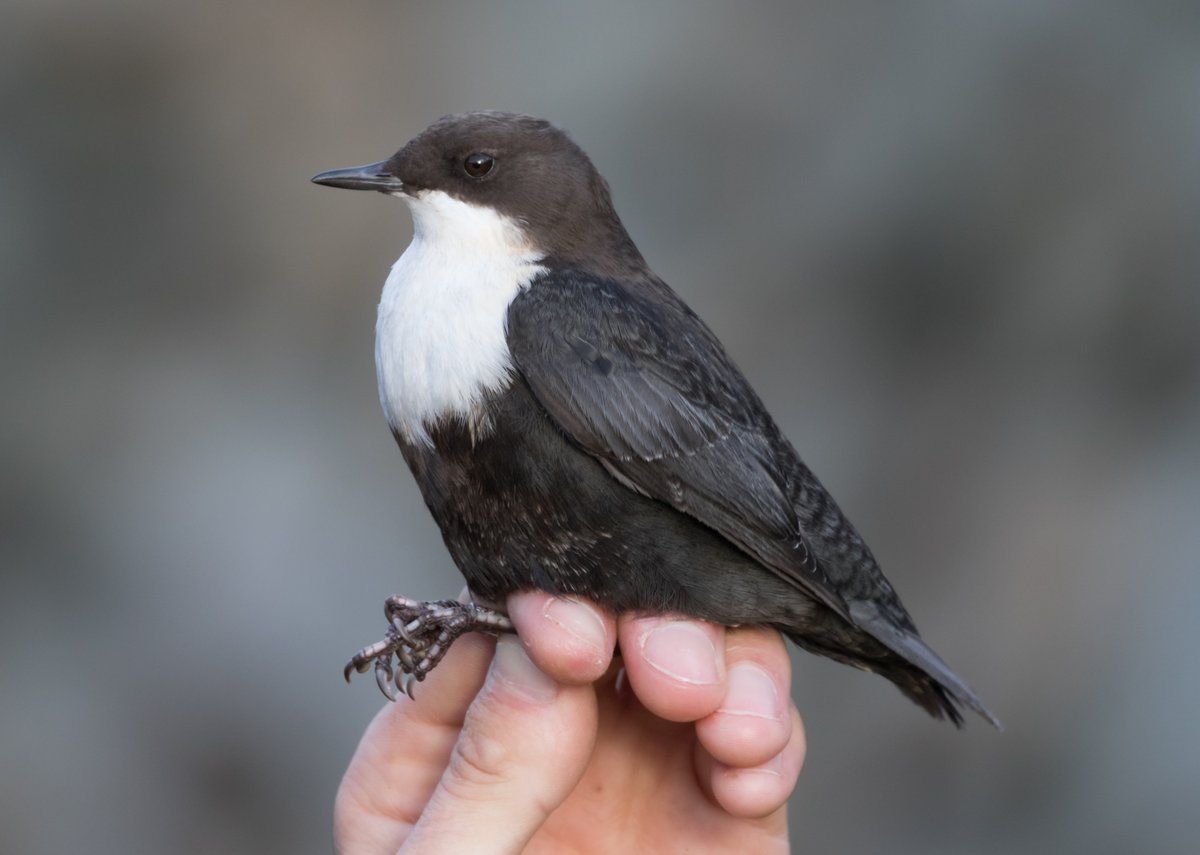 The cliff-dwelling Black-bellied Dipper @FI_Obs had moved to more suitable habitat at Gully today, where it was later ringed 📸@Georgia_Platt_