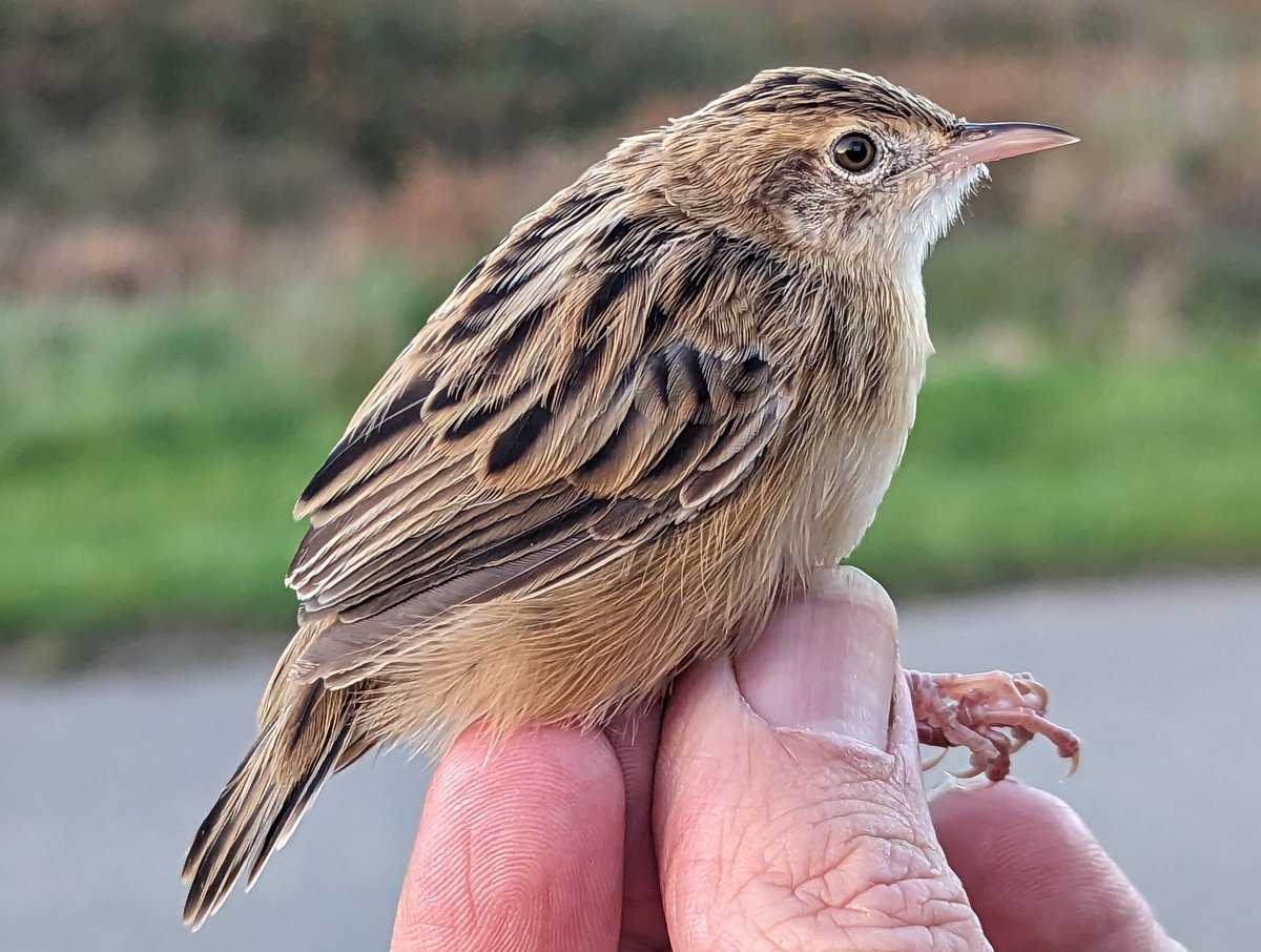 One of two Zitting Cisticola ringed in Alderney this afternoon, another successful season (2 breeding pairs) for this species again here this year. Yellow-browed Warbler also ringed today.