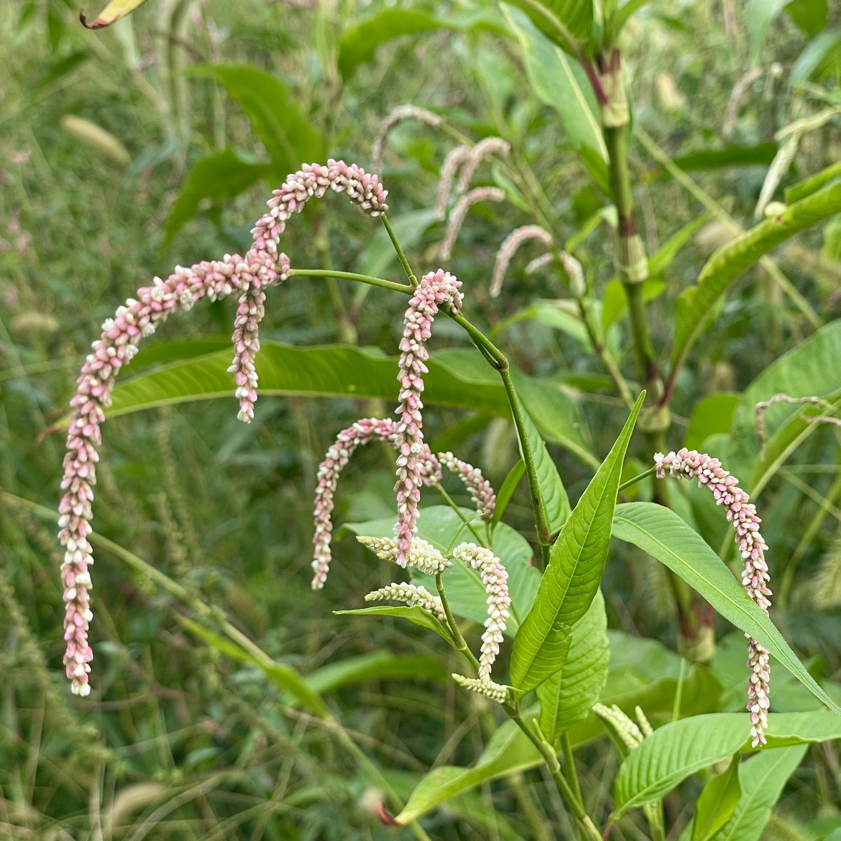 tracy_woods_'s tweet photo. Have enjoyed the appearance of Nodding Smartweed in my meadow field this year. Photo from September. Persicaria lapathifolia #wildflowers #meadows #fields #persicaria #persicarialapathifolia #smartweed #autumn #flowers #blooms #gardens https://t.co/oPJvHX0xt2