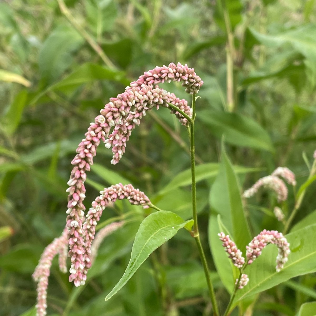 tracy_woods_'s tweet photo. Have enjoyed the appearance of Nodding Smartweed in my meadow field this year. Photo from September. Persicaria lapathifolia #wildflowers #meadows #fields #persicaria #persicarialapathifolia #smartweed #autumn #flowers #blooms #gardens https://t.co/oPJvHX0xt2