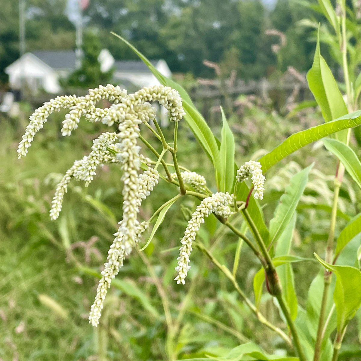tracy_woods_'s tweet photo. Have enjoyed the appearance of Nodding Smartweed in my meadow field this year. Photo from September. Persicaria lapathifolia #wildflowers #meadows #fields #persicaria #persicarialapathifolia #smartweed #autumn #flowers #blooms #gardens https://t.co/oPJvHX0xt2