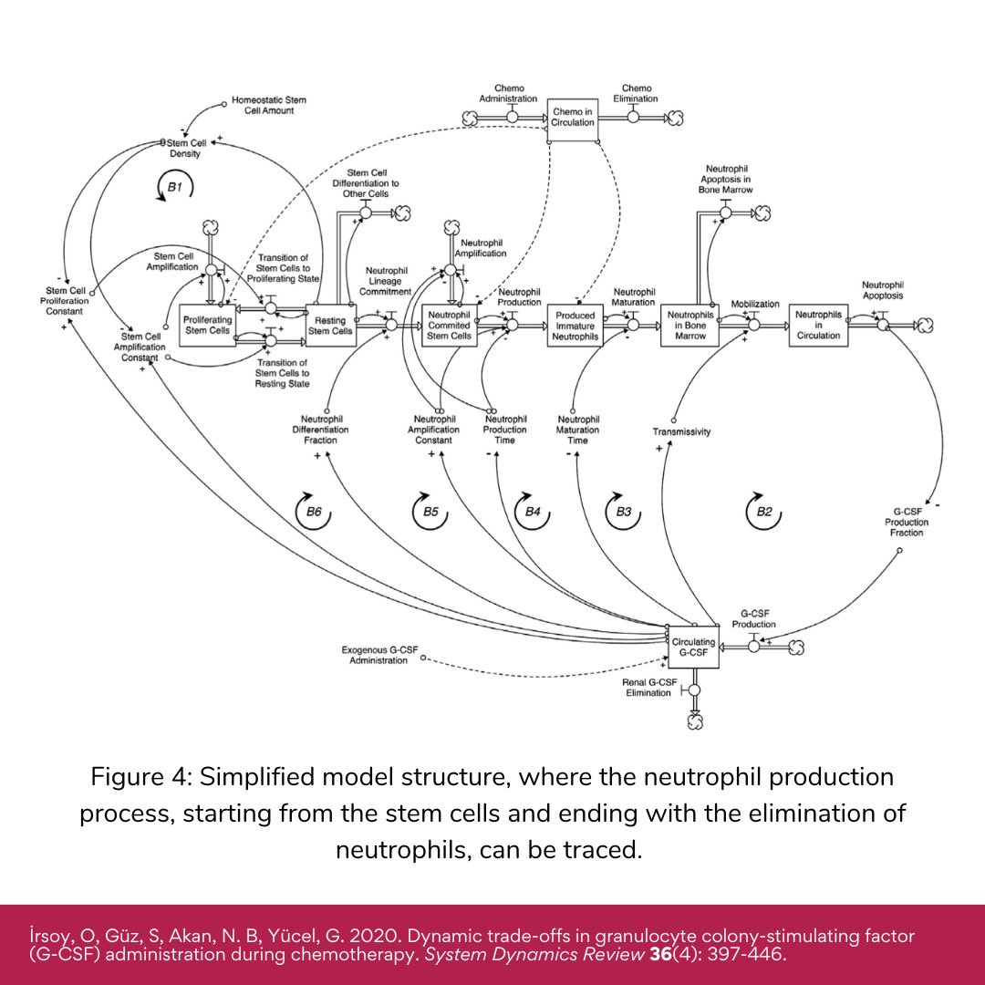 Dynamic trade-offs in granulocyte colony-stimulating factor (G-CSF) administration during chemotherapy by Orkun İrsoy, Şanser Güz, Naz Beril Akan, Gönenç Yücel  

🔗 Access article via System Dynamics Review: ow.ly/5eFm50PZsmo 

#SystemDynamics #systemsthinking