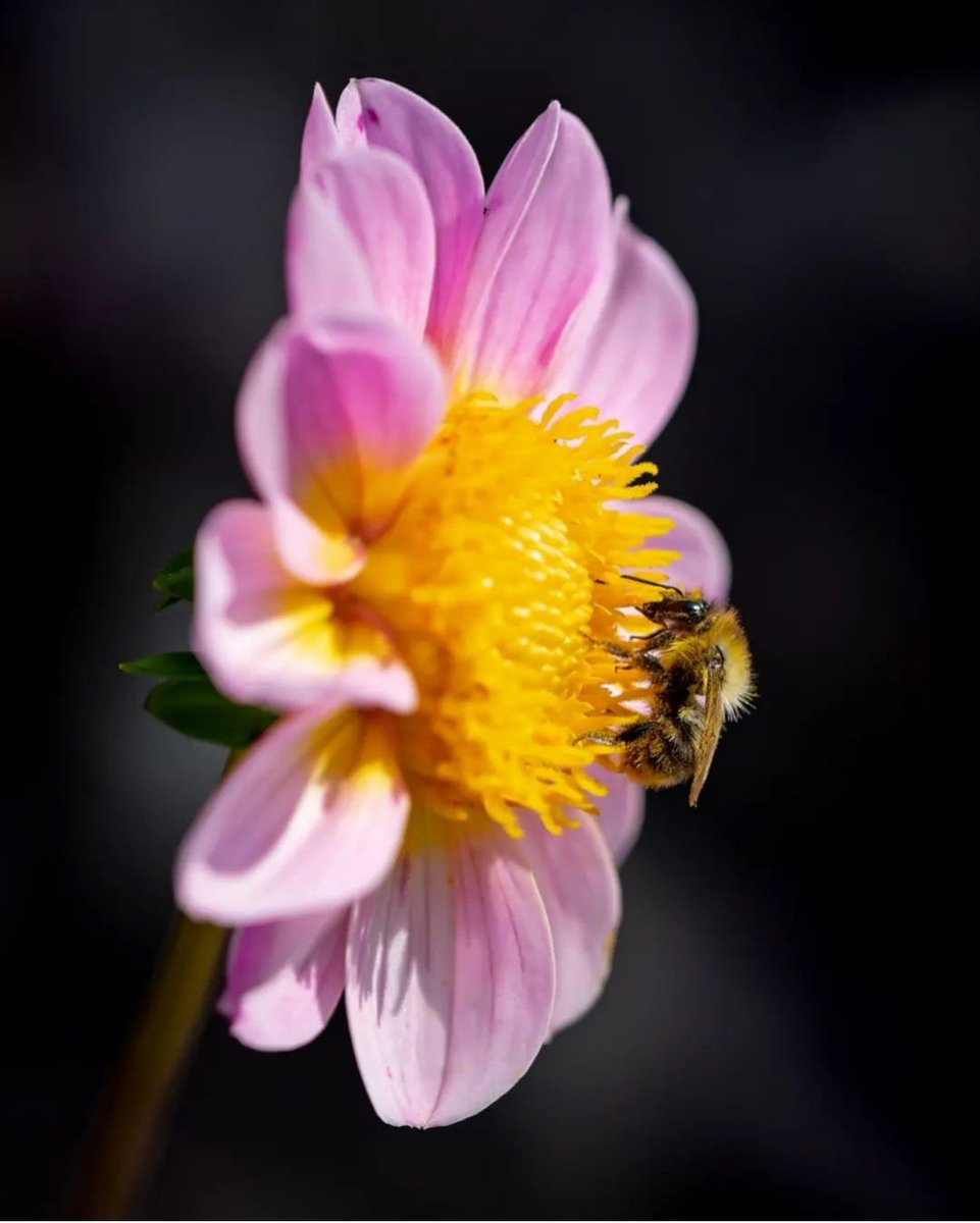 🌼
<a href="/PaolaToogoodxme/">Paola Cingolani</a>
#ProfumoDiVersi

Conseguenze di un incontro.

"Un'altra persona.
C'è sempre un'altra persona ancora da cui farci impressionare, sfiorare e mutare.
Qualcuno con cui condividere un interstizio di esistenza inattesa."

(Federico Pace, "Scintille")
🩷