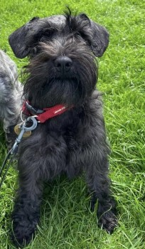 millypod1's tweet photo. 🆘22 OCT 2023 #Lost MARGOT #ScanMe #Tagged
Black MIN Schnauzer Female
Barky but harmless - has red collar with tag
Higher Drive #Banstead #Surrey #SM7
https://t.co/7pnXUh2WA5 https://t.co/DVbOIylaP5