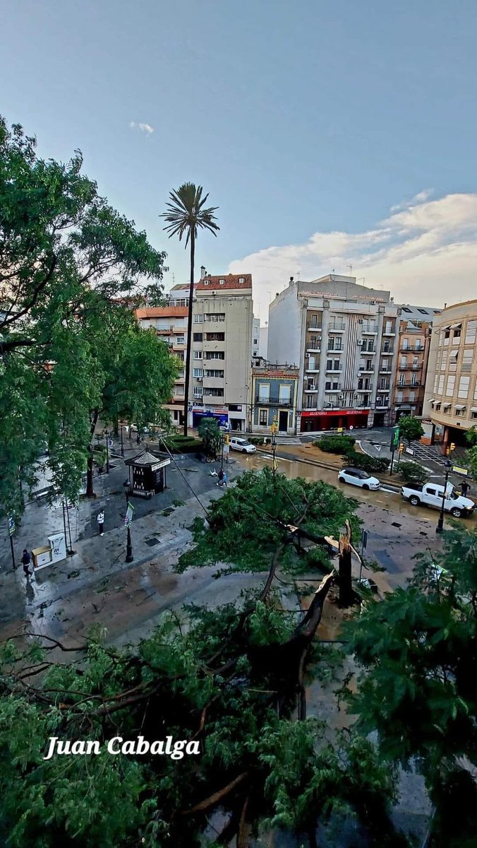 Aroarguez03's tweet photo. Nuestra palmera es especial💪🏼 https://t.co/wep9P70dwl