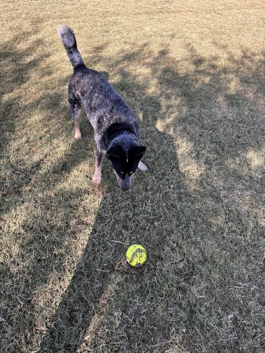 Sunday morning ritual now that PHX temps are starting to subside:

Take Camila to the football field sized dog park.

I get my walking laps in, she gets a mega sniffari + discovers beloved toys-that-are-not-hers (today’s was a seemingly a tennis ball, but much bigger and harder).