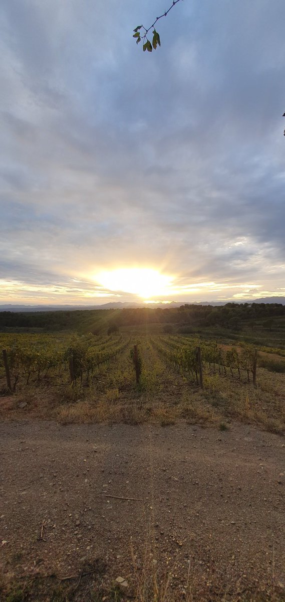 Celler Mas Pòlit tweet media