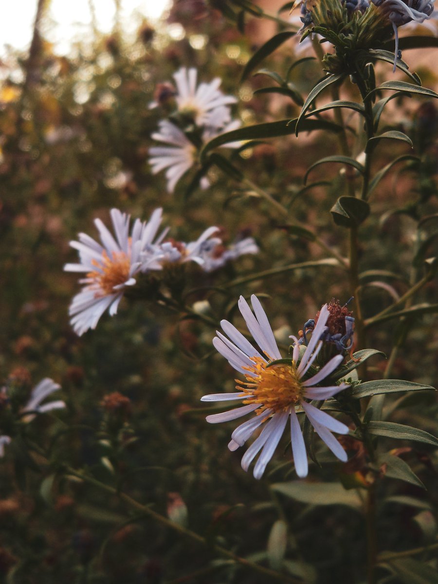 ig_cosminandrei's tweet photo. The camera vs the photo 😊
#photography #vintagephoto #flowerphotography #sonycamera https://t.co/ggP14WojoF