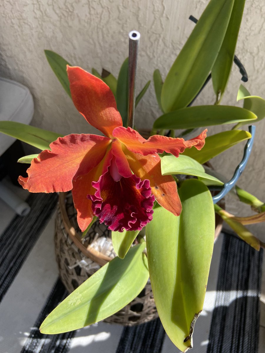 Maria Piret tweet media