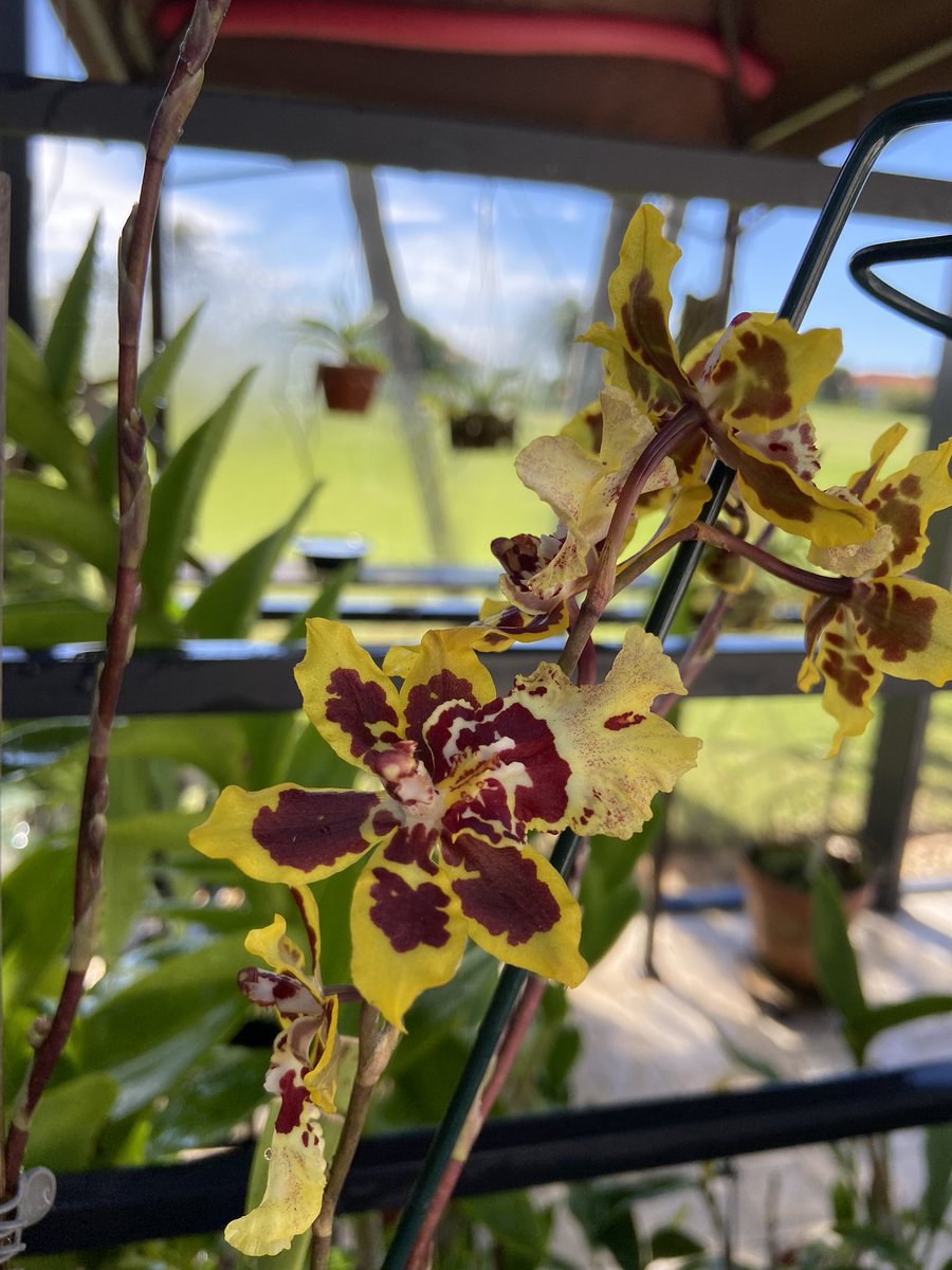 Maria Piret tweet media